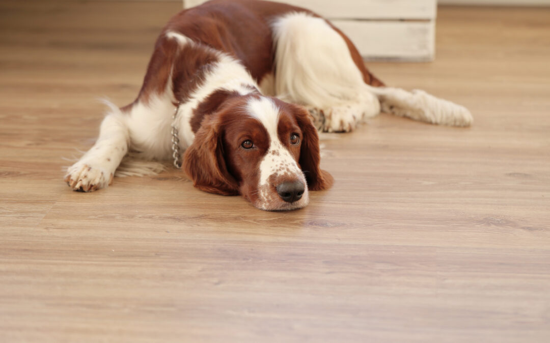 New Vinyl Flooring installation