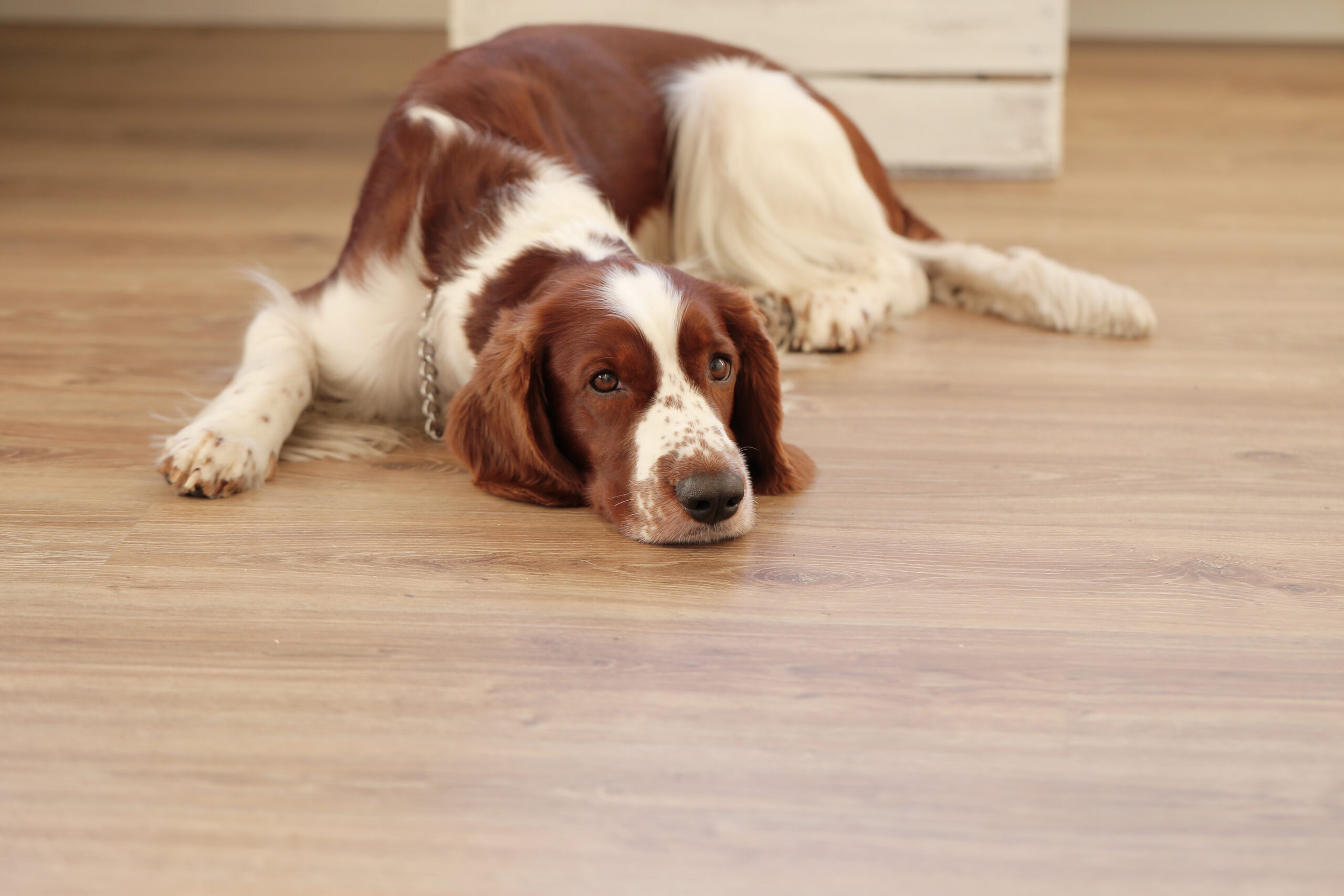 New Vinyl Flooring installation